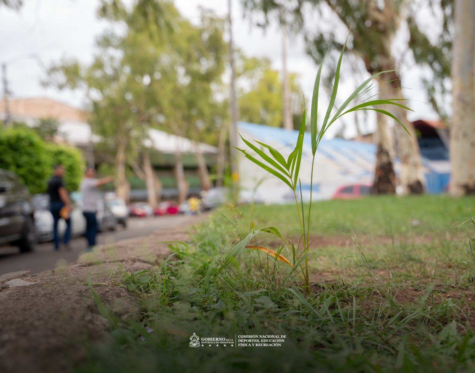 CONDEPOR impulsa jornada de reforestación en la Villa Olímpica